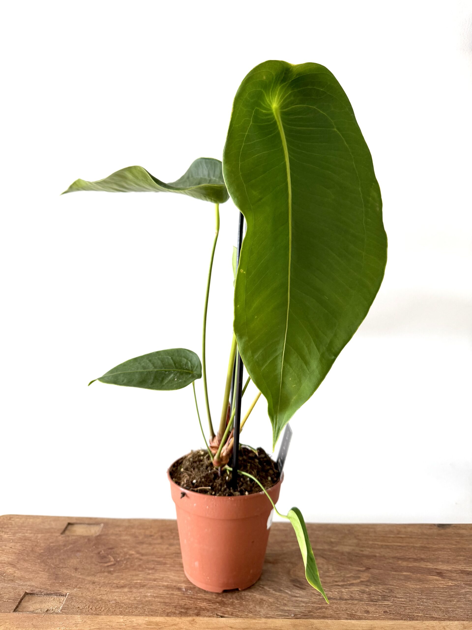 Anthurium peltigerum - Imagen 2