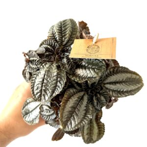 Pilea ‘Norfolk’