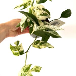 Epipremnum ‘Marble Variegata’