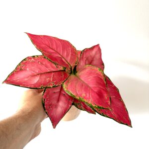 Aglaonema Danxia