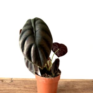 Alocasia Cuprea Red Secret