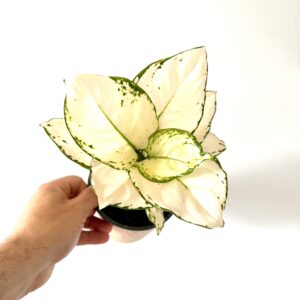 Aglaonema White Beauty
