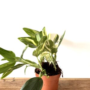 Monstera standleyana variegata
