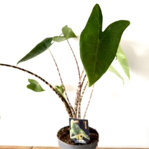 Alocasia Zebrina