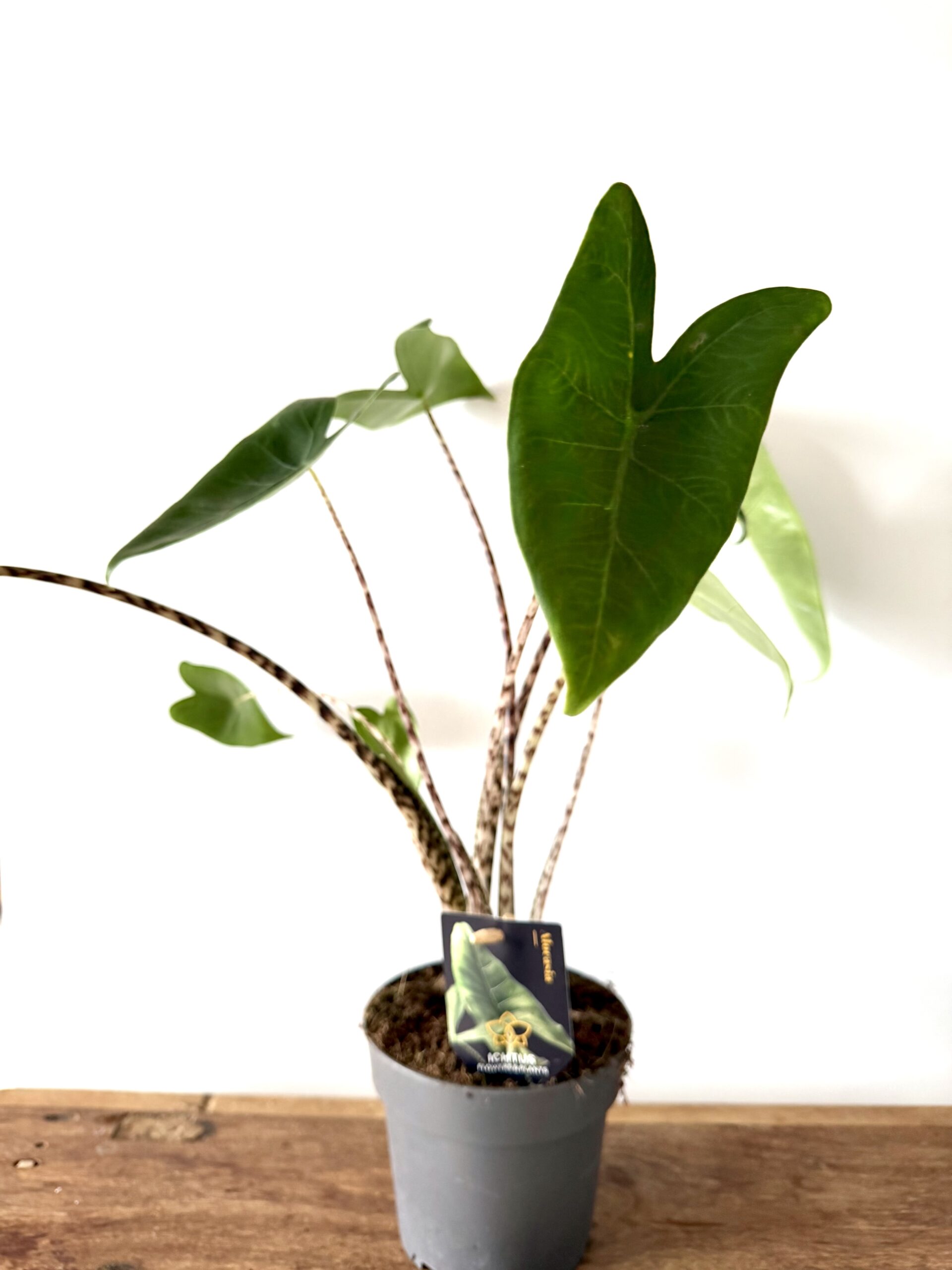 Alocasia Zebrina