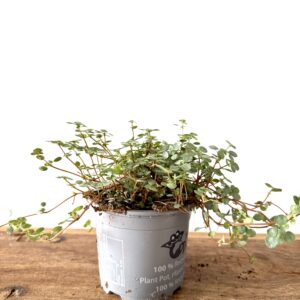 Pilea Glaucophylla Greyzy