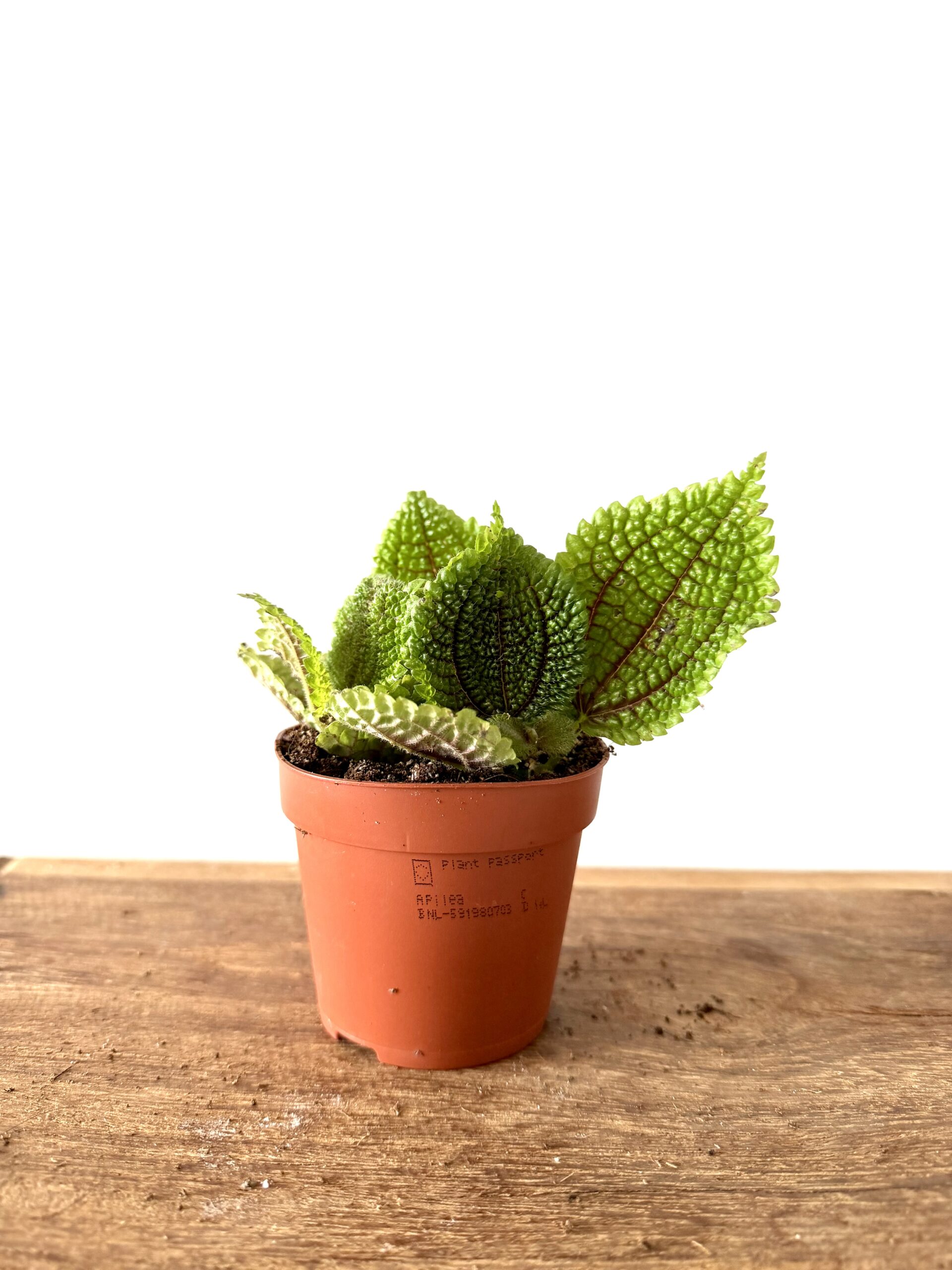 Pilea mollis - Imagen 2