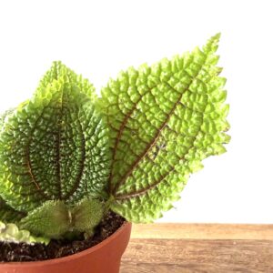 Pilea mollis