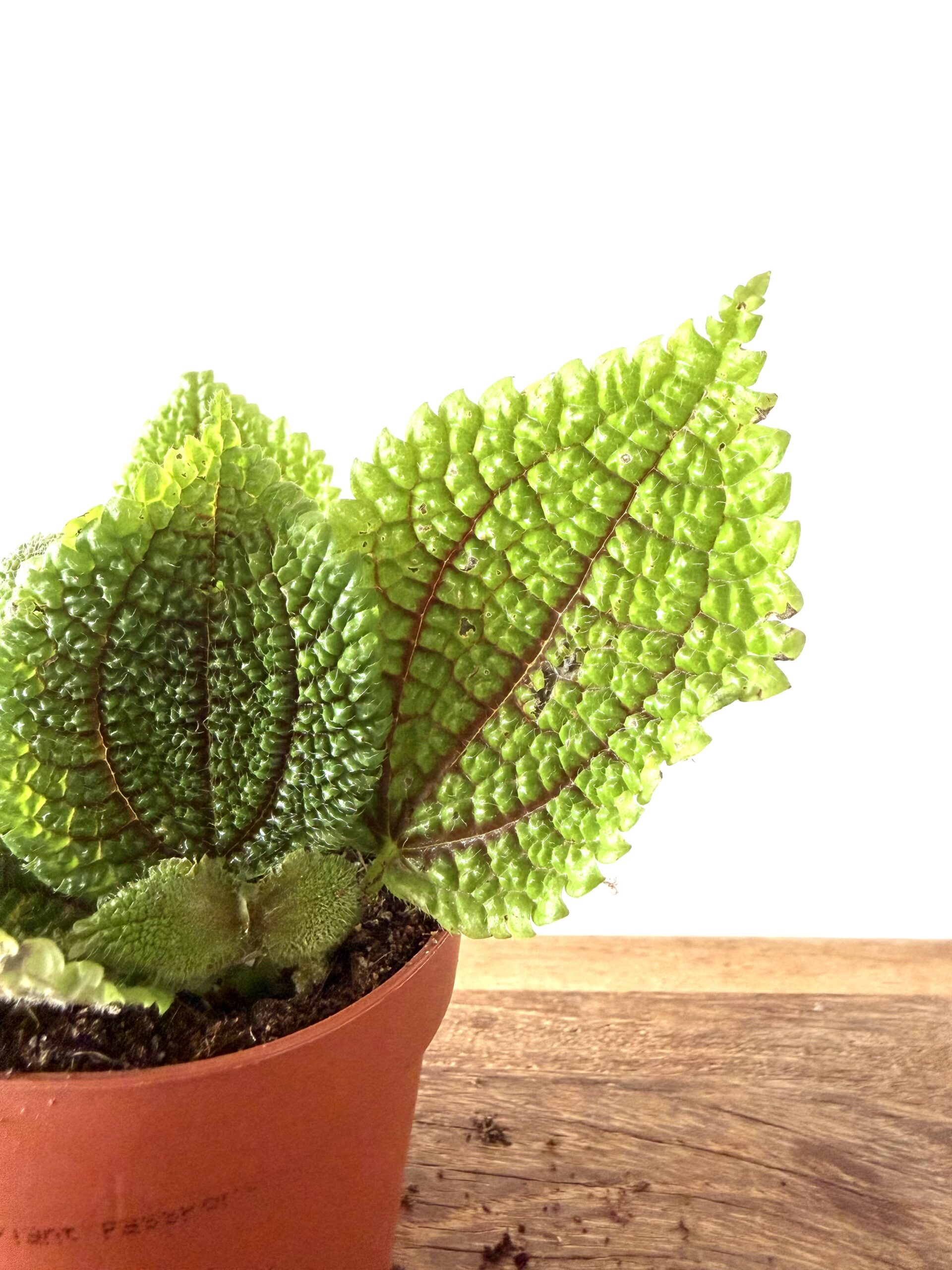 Pilea mollis