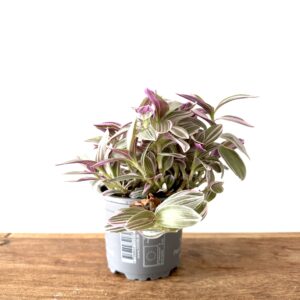 Tradescantia Alba Rosae Sunrise
