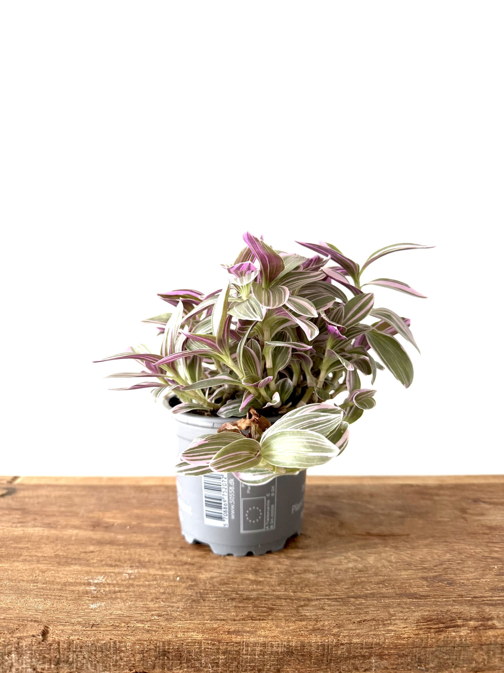 Tradescantia Alba Rosae Sunrise