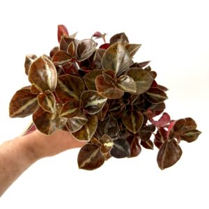 Peperomia ‘Cappuccino’