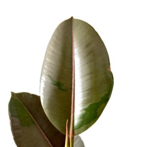 Ficus elastica ‘Pink Camouflage’
