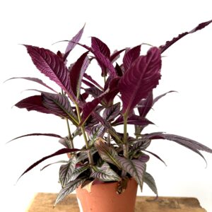 Strobilanthes dyerianus – Escudo Persa