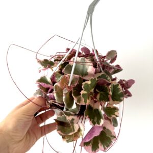Saxifraga stolonifera ‘Tricolor’
