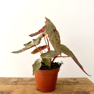 Begonia ‘Amphioxus × malachosticta’