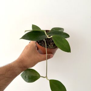 Hoya sp. Timor
