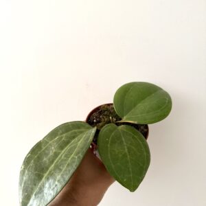 Hoya Sarawak Cream