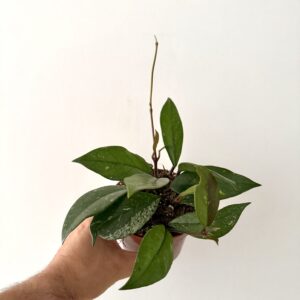 Hoya carnosa ‘Stardust’