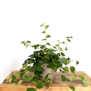 Ficus ‘Sunny Green’