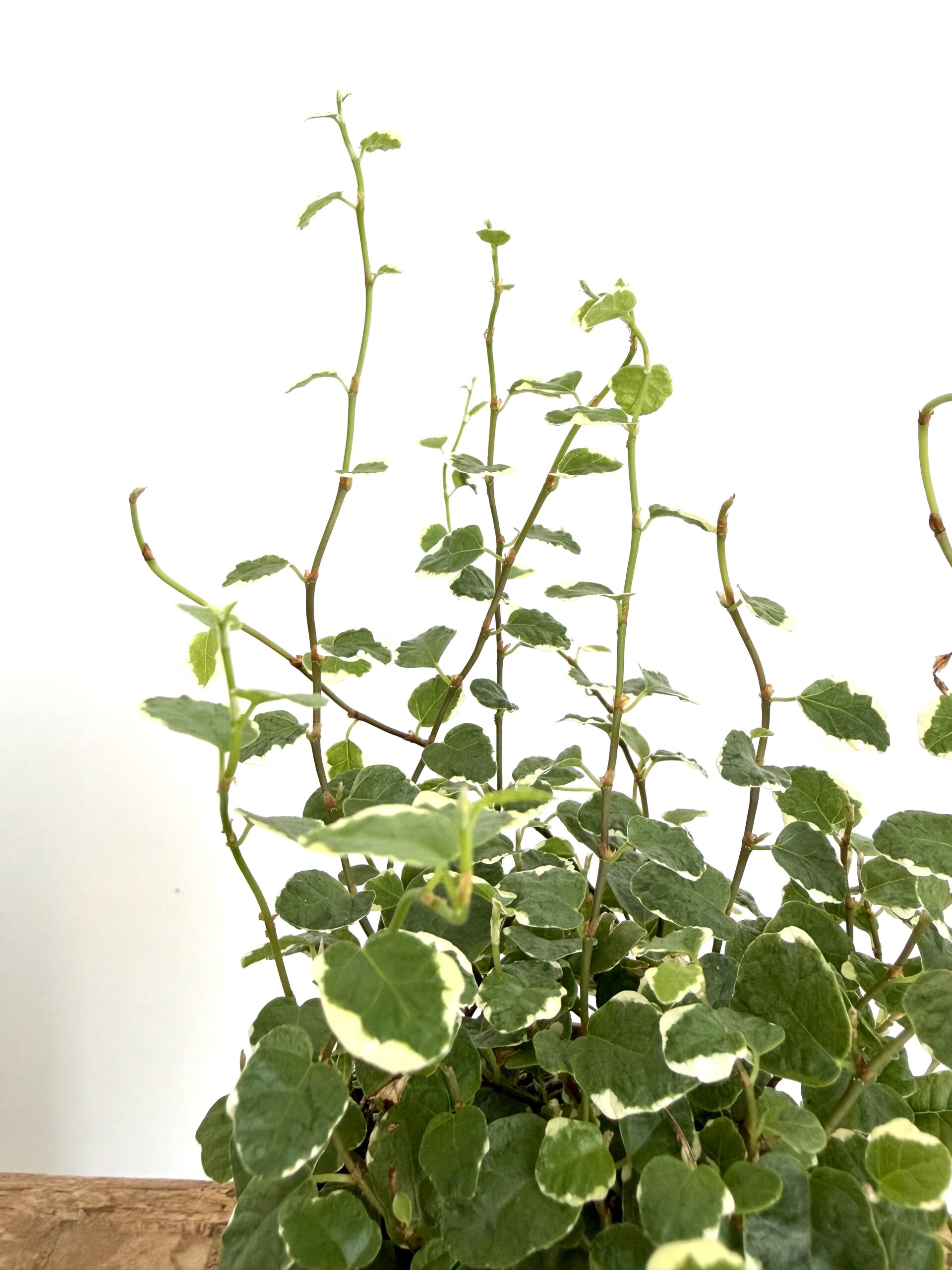 Ficus ‘White Sunny’