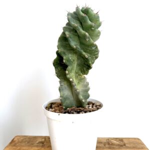 Cereus spiralis