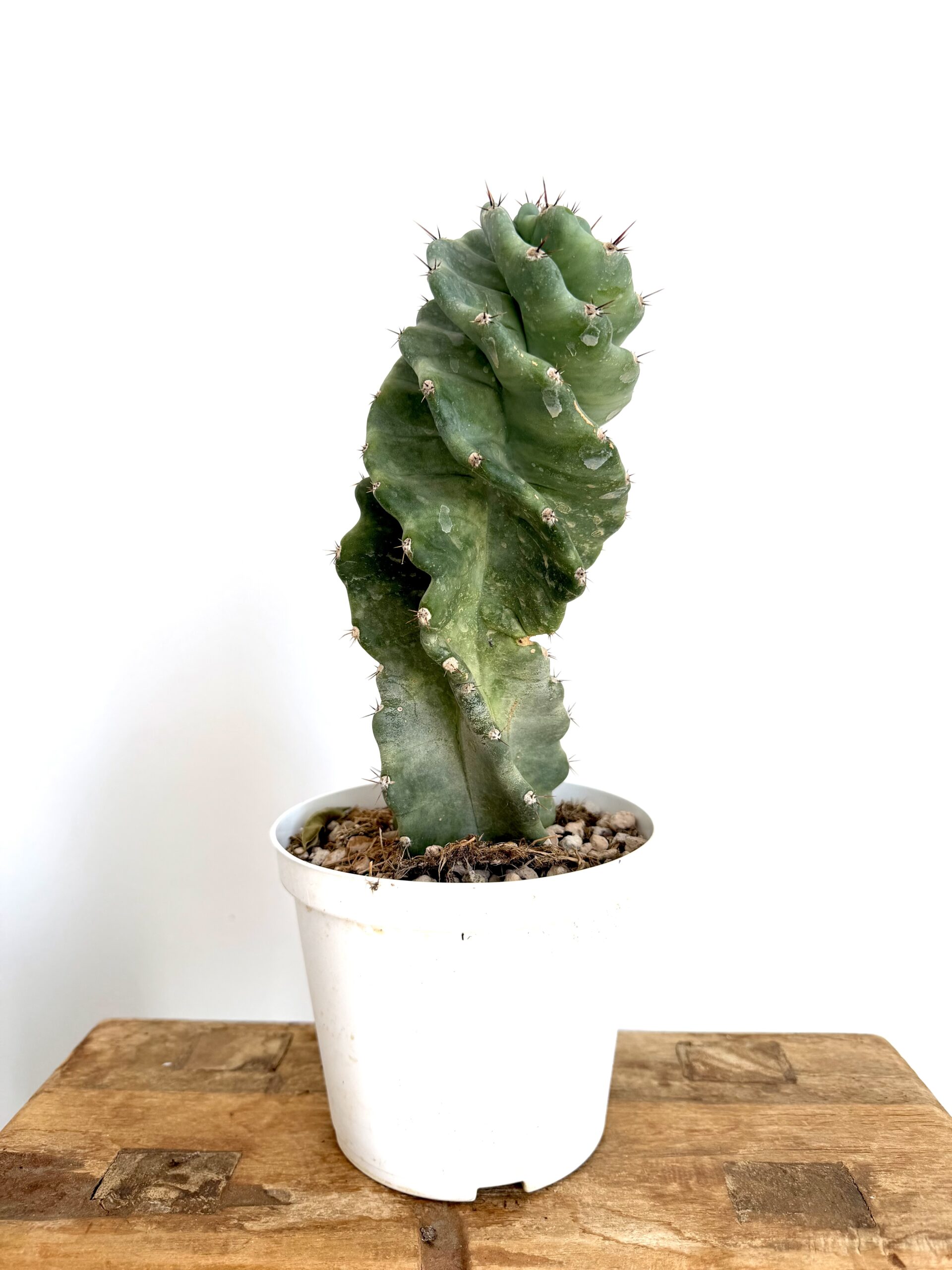 Cereus spiralis