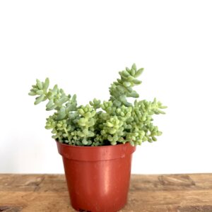 Sedum burrito