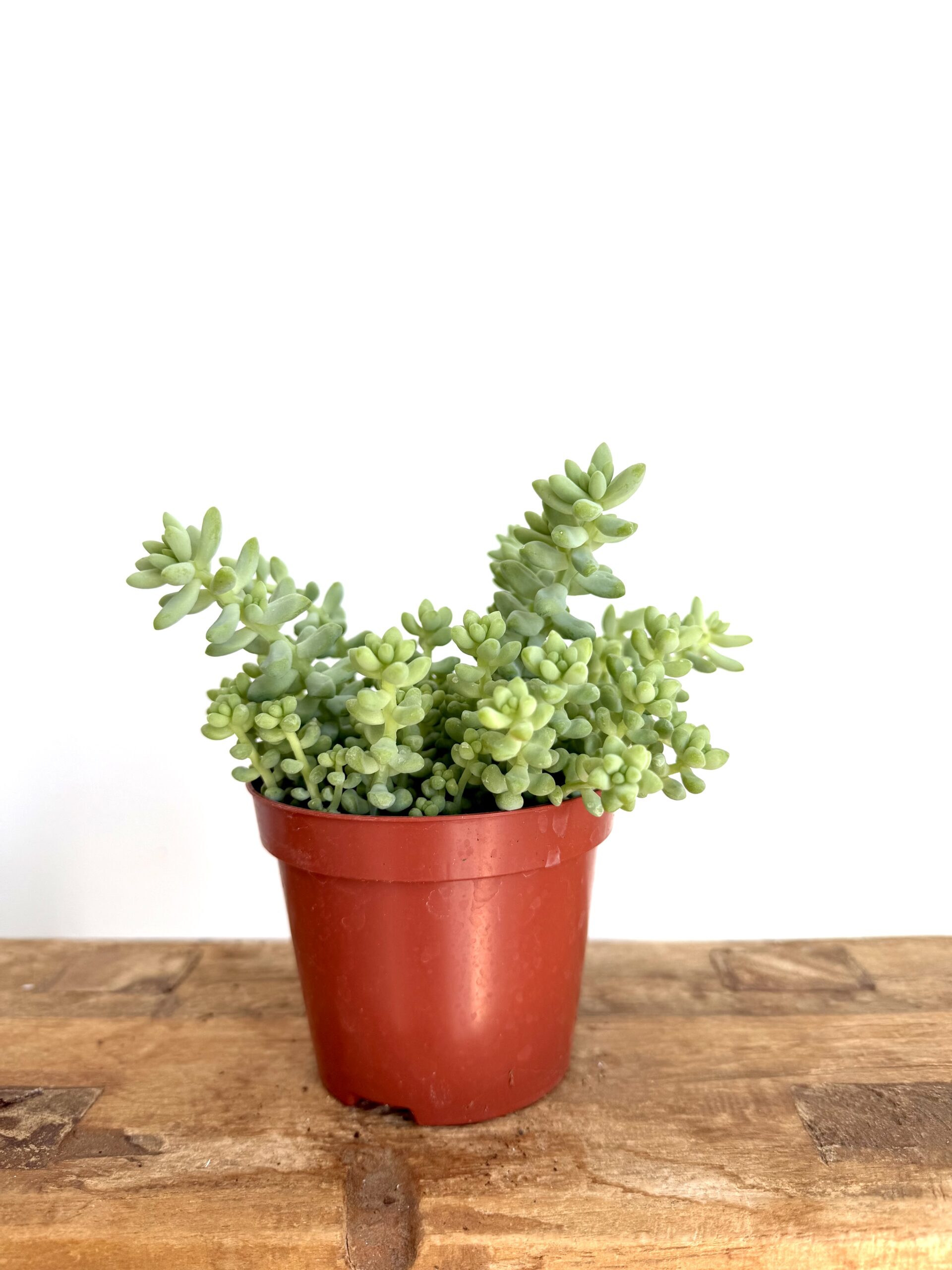 Sedum burrito