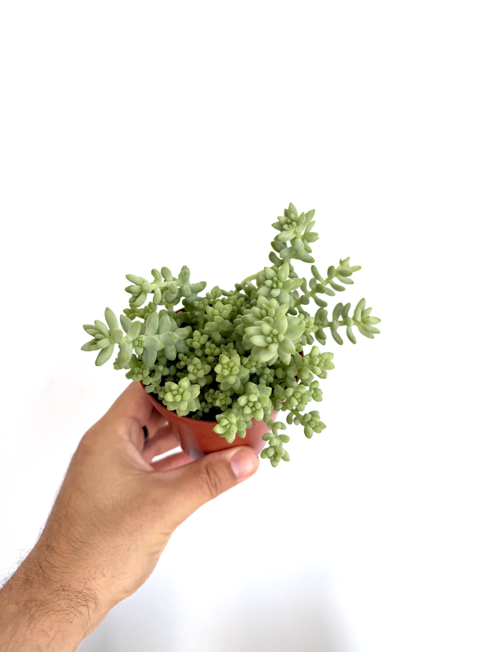 Sedum burrito - Imagen 2