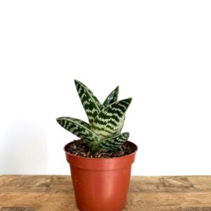 Aloe variegata – Pecho de perdiz